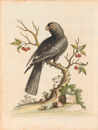 George Edwards, Birds I Singapore Plate 5 autorstwa George Edwards