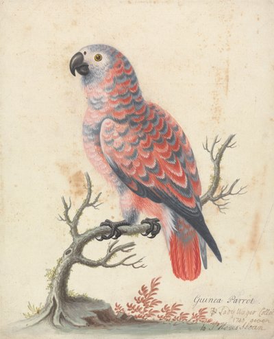 papuga perliczka autorstwa George Edwards