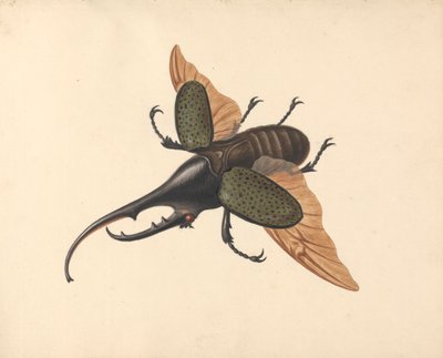 Żuk Herkulesa autorstwa George Edwards