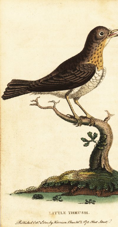 Drozd, turdus moll., 1800 (rycina) autorstwa George Edwards