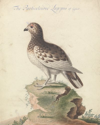 pardwa autorstwa George Edwards