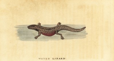 Traszka zwyczajna, Lissotriton vulgaris. 1800 (grawerowanie) autorstwa George Edwards