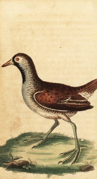Sora, Porzana Karolina. 1800 (grawerowanie) autorstwa George Edwards