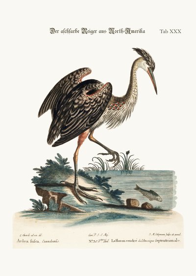 Popielata czapla z Ameryki Północnej, 1749-73 autorstwa George Edwards