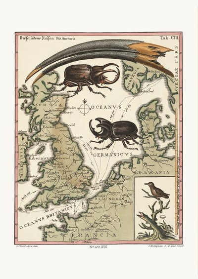Rachunek egipskiego Ibisa i najmniejszego kolibra, 1749-73 autorstwa George Edwards