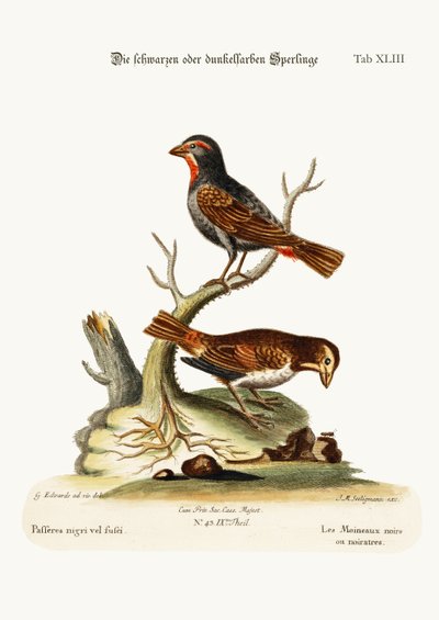 Czarne lub ciemne wróble, 1749-73 autorstwa George Edwards