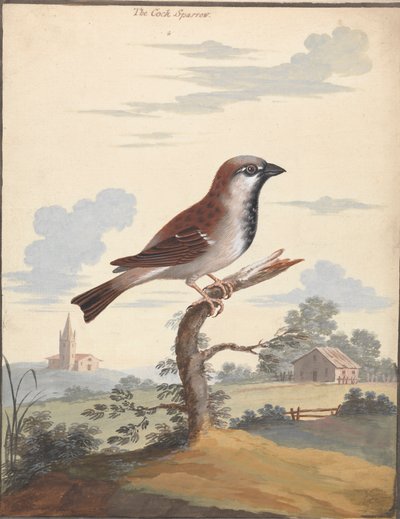 Wróbel Kogut autorstwa George Edwards