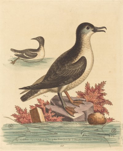 Guillemot i maskonur z wyspy Man, 1762. autorstwa George Edwards