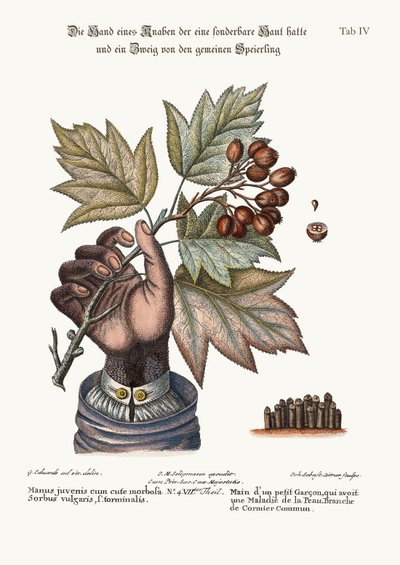 Ręka chłopca z zahartowaną skórą i gałąź wspólnego drzewa służbowego, 1749-73 autorstwa George Edwards