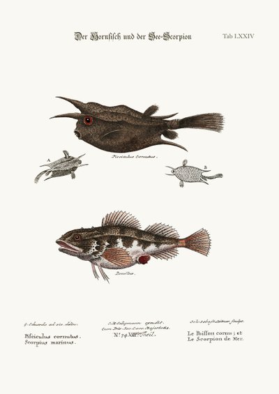Ryba rogata i skorpion morski, 1749-73 autorstwa George Edwards