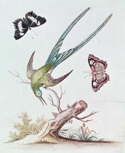 Koliber z długim ogonem, 1742 autorstwa George Edwards