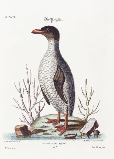Pingwin, 1770 autorstwa George Edwards