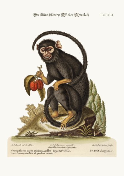 Mała Czarna Małpa, 1749-73 autorstwa George Edwards