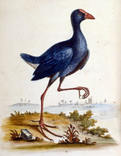  autorstwa George Edwards