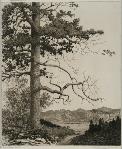 Old Pine, Estes Park autorstwa George Elbert Burr