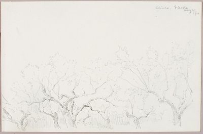 Oliwki--Fiesole autorstwa George Elbert Burr