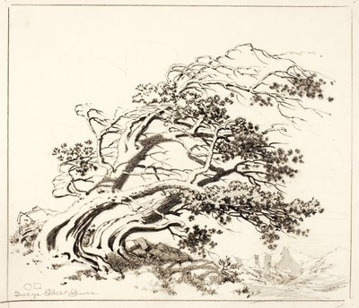 Szkic dla Pines in Wind, Estes Park autorstwa George Elbert Burr