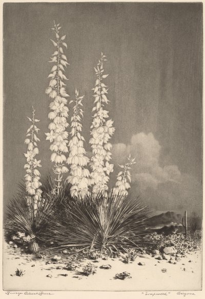 Mydlnica, Arizona (nr 2) autorstwa George Elbert Burr