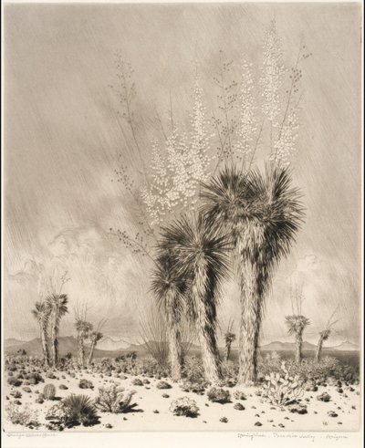 Wiosna, Paradise Valley, Arizona autorstwa George Elbert Burr