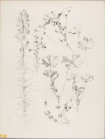 Bez tytułu (Studium botaniczne) autorstwa George Elbert Burr