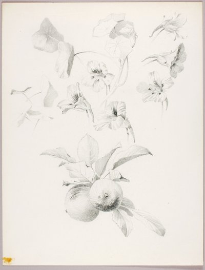 Bez tytułu (Studium botaniczne) autorstwa George Elbert Burr