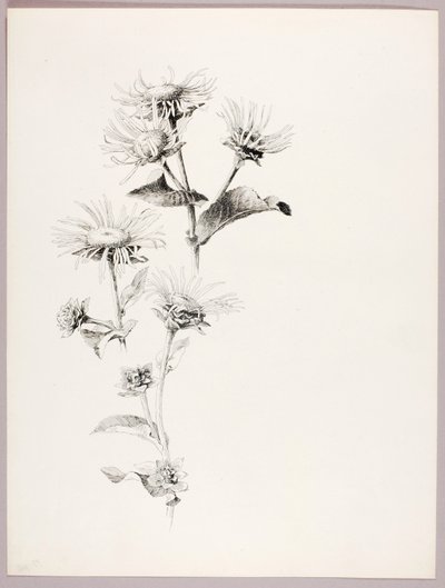 Bez tytułu (Stokrotki) autorstwa George Elbert Burr
