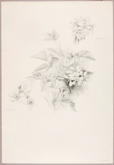 Bez tytułu (Dewberry i Blackberry) autorstwa George Elbert Burr