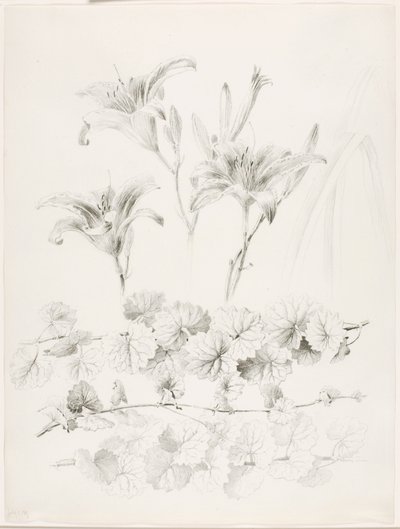 Bez tytułu (Lilie i bluszcz pospolity) (Glecoma Hederacea) autorstwa George Elbert Burr
