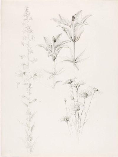 Bez tytułu (lilia, stokrotka, hibiskus) autorstwa George Elbert Burr