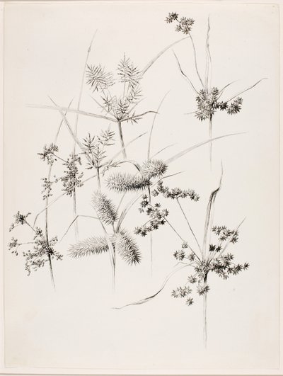Bez tytułu (Trawy turzycowe) autorstwa George Elbert Burr