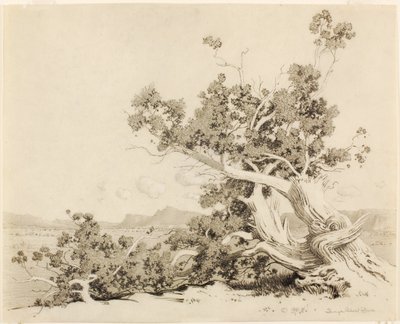 Bez tytułu (Studium dla Old Cedars, Nowy Meksyk) autorstwa George Elbert Burr