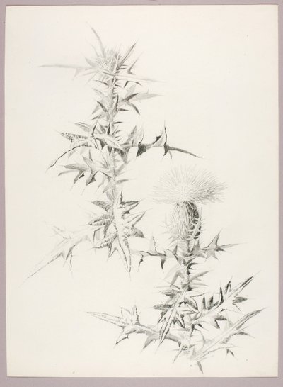Bez tytułu (oset) autorstwa George Elbert Burr