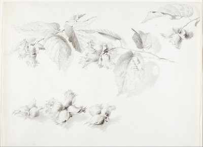 Bez tytułu (Dziki orzech laskowy, Corylus Americana) autorstwa George Elbert Burr