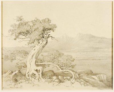 Bez tytułu (rysunek transferowy dla Old Cedars i Spanish Peaks) autorstwa George Elbert Burr