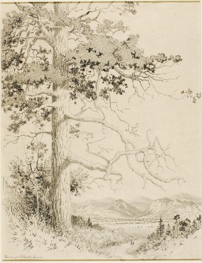 Bez tytułu (rysunek transferowy dla Old Pine, Estes Park) autorstwa George Elbert Burr