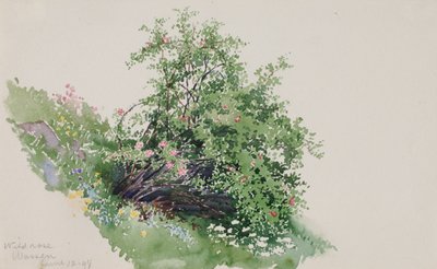 Dzika Róża, Pranie, 1898. autorstwa George Elbert Burr