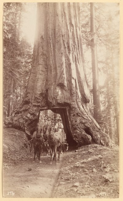 Wawona. pokazujący etap w drzewie (średnica, 30 stóp). Mariposa Grove. autorstwa George Fiske