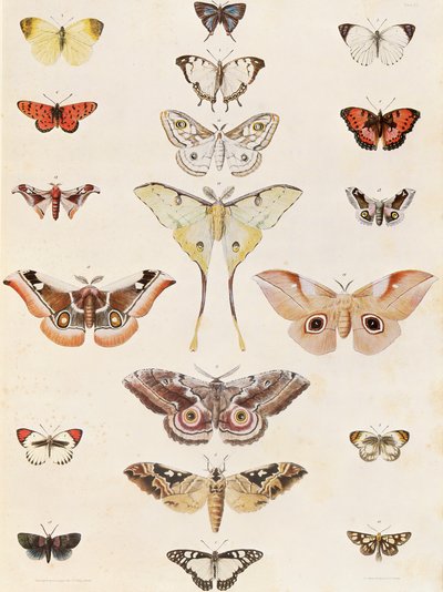 Lepidoptera z Natalu i kraju Zulu autorstwa George French Angas