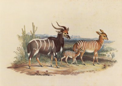 Nyala autorstwa George French Angas