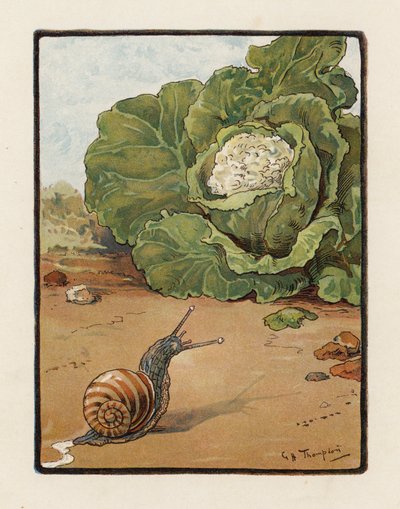 Ślimak (kolorowa litografia) autorstwa George Henry Thompson