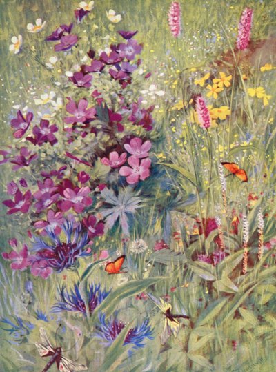Geranium sylvaticum, Potentilla rupestris, Centaurea montana, różowy Bistort, mały Bistort alpejski, namalowany na miejscu na polach na początku lipca (litografia kolorowa) autorstwa George Jackson Flemwell