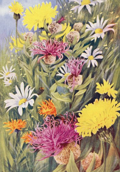 Wysoki żółty Hypochaeris uniflora, Centaurea uniflora, Golden Hawkweed (Crepis aurea) narysowany z życia na lipcowych polach (kolorowa litografia) autorstwa George Jackson Flemwell