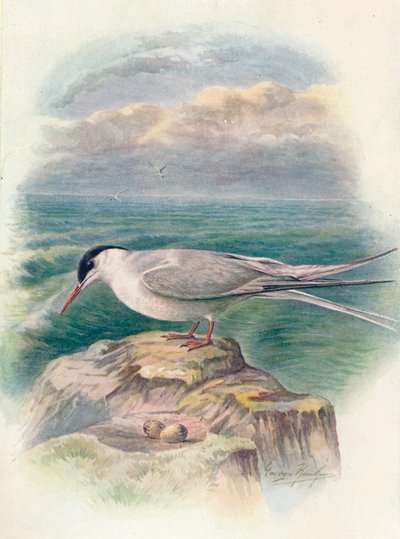 Rybitwa popielata - Sterna macrura, c1910, 1910 autorstwa George James Rankin