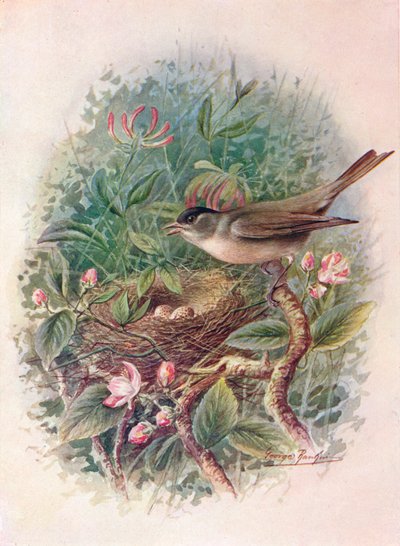 Kapturka - Sylvia atricapilla, c1910, 1910 autorstwa George James Rankin