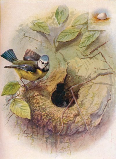 Modraszka - Parus caeruleus, c1910, 1910 autorstwa George James Rankin