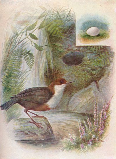 Dipper lub Water-Ousel - Cinclus aquaticus, c1910, 1910 autorstwa George James Rankin
