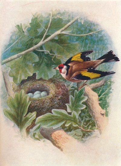 Szczygieł - Carduelis elegans, c1910, 1910 autorstwa George James Rankin