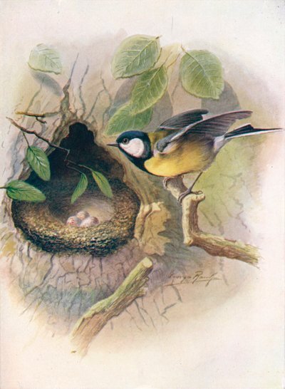 Sikora bogatka - Parus major, c1910, 1910 autorstwa George James Rankin