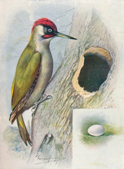 Dzięcioł zielony - Gecinus viridis, c1910, 1910 autorstwa George James Rankin