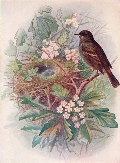 Hedgesparrow - Accentor modular, c1910, 1910 autorstwa George James Rankin